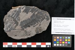 Foto (Objekt + Etikett) von Asterocarpus meriani Br. (NHMW-GEO-2024-0188-10494)